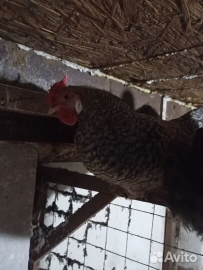 Молодые петухи