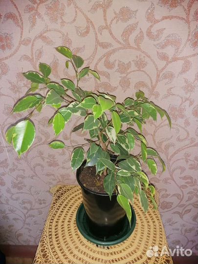 Фикус бенджамина и каучуконосный