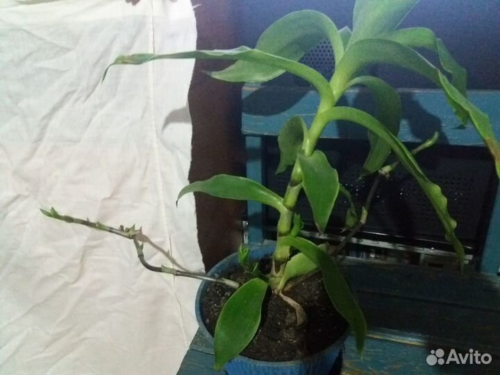 Комнатные цветы разные