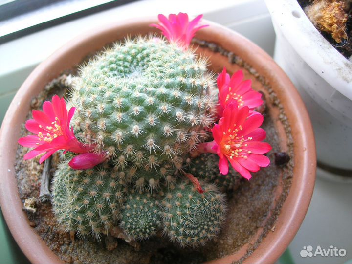 Кактус ребуция