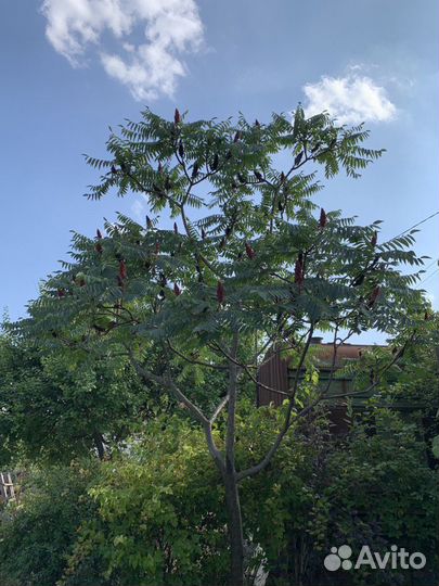 Сумах оленерогий или уксусное дерево