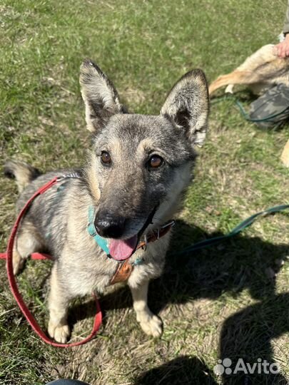 Очаровательный, душевный Тимка прозябает в приюте