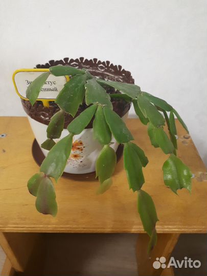 Цветы домашние в горшках