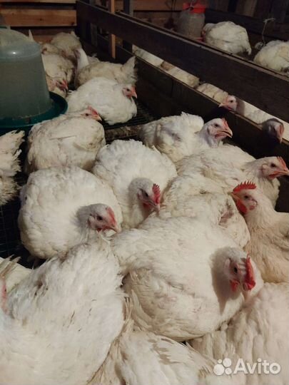 Фермерские продукты