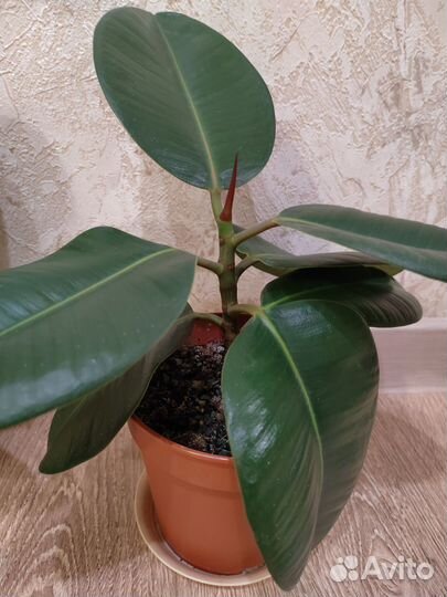 Фикус каучуконосный эластика