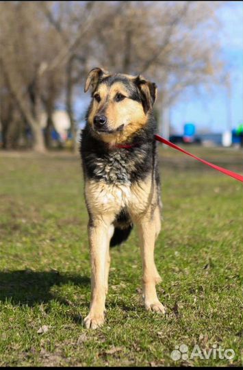 Пёс собака из приюта