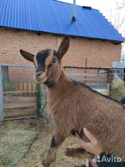 Камерунские карликовые козлятки