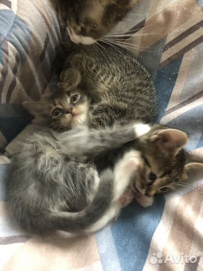 Кошки
