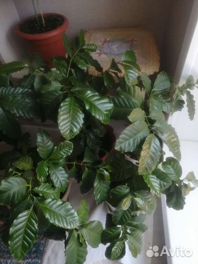 Кофейное дерево