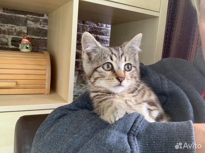 Котенок мальчик бесплатно