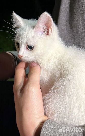 Снежинки на летней даче Преданные людьми котята