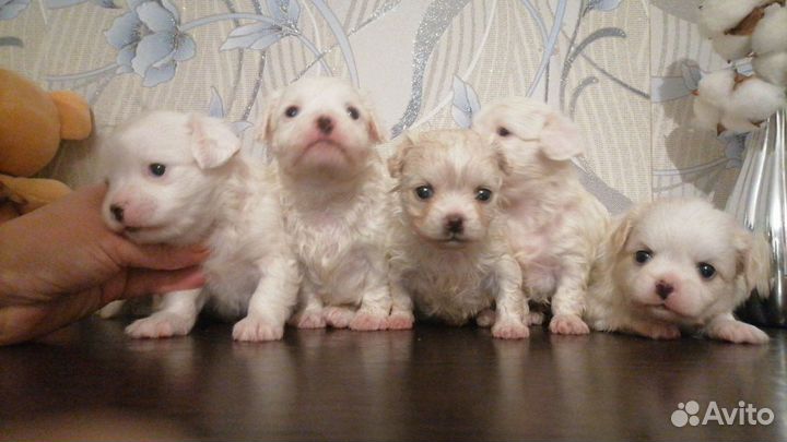 Щенки чихуахуа