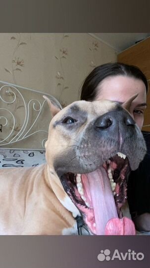 Передержка животных, собак