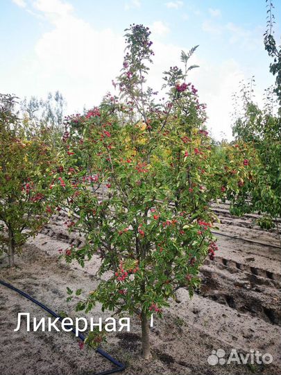 Рябина сладкая, ирга канадская