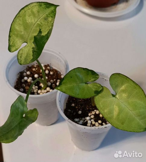 Сингониумы сортовые