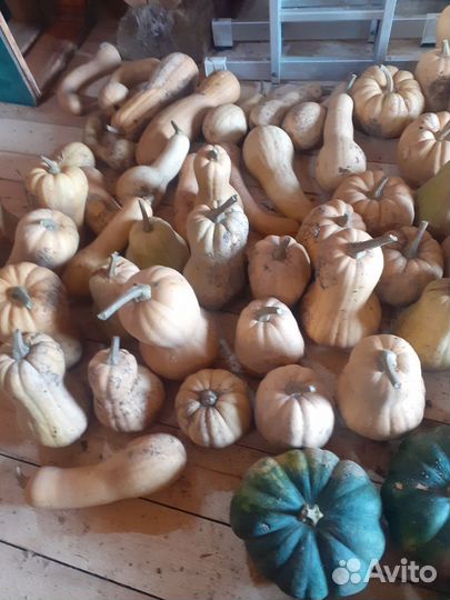 Тыква сортовая