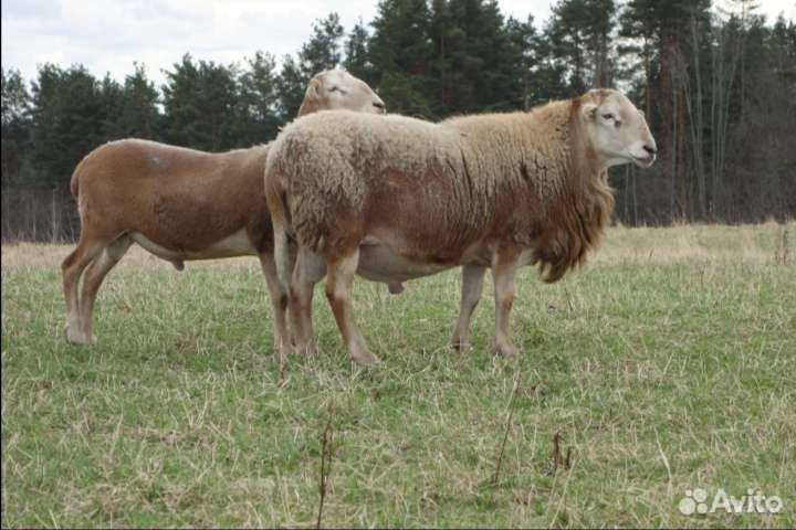 Катумские и Романовские овцы