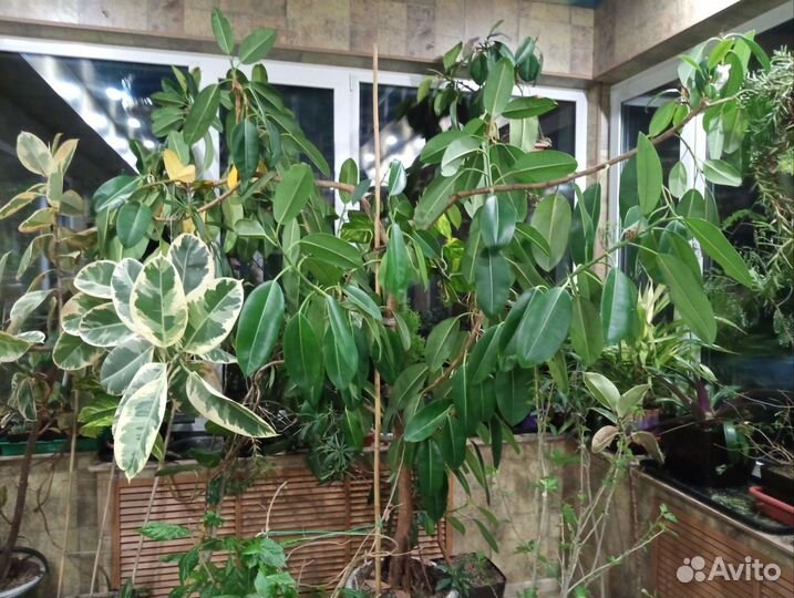 Комнатные растения для домо и офиса