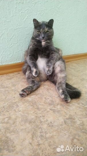 Зоопсихолог, коррекция поведения кошек