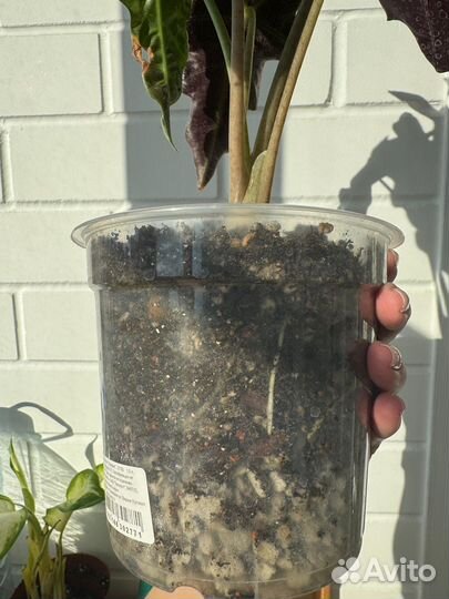 Алоказия полли