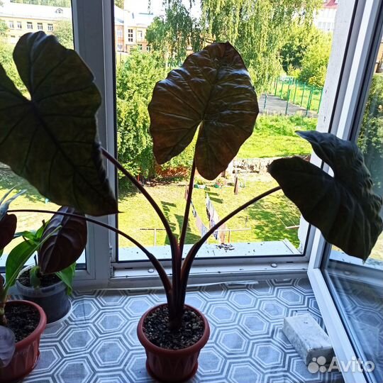 Алоказия принцесса юкатан