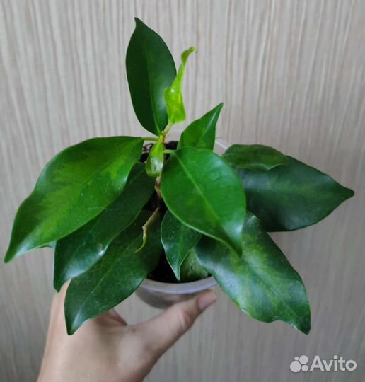 Фикус микрокарпа