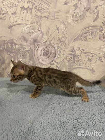 Бенгальские котята