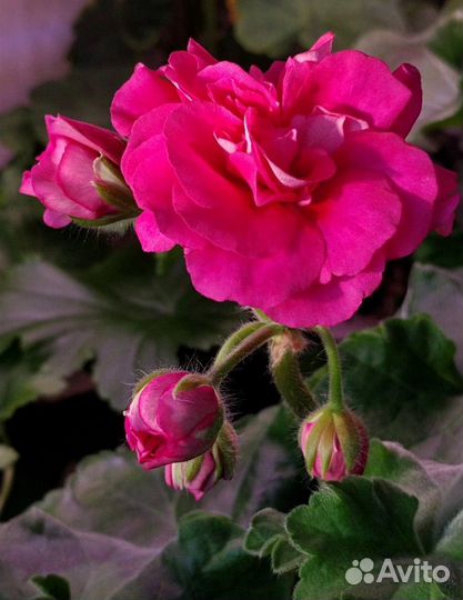 Пеларгония ла Сангрия