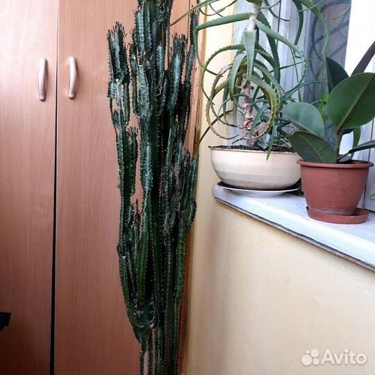 Сансевиерия, молочай, кактус