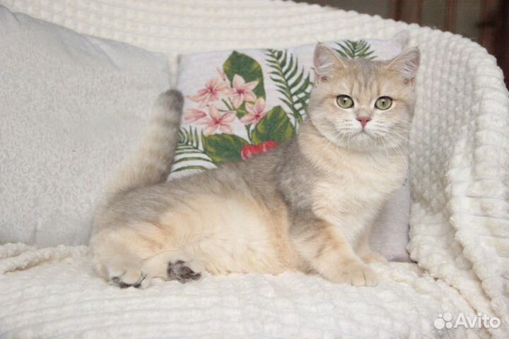 Золотая кошечка ay11