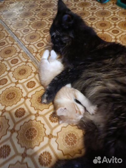 Котята бесплатно