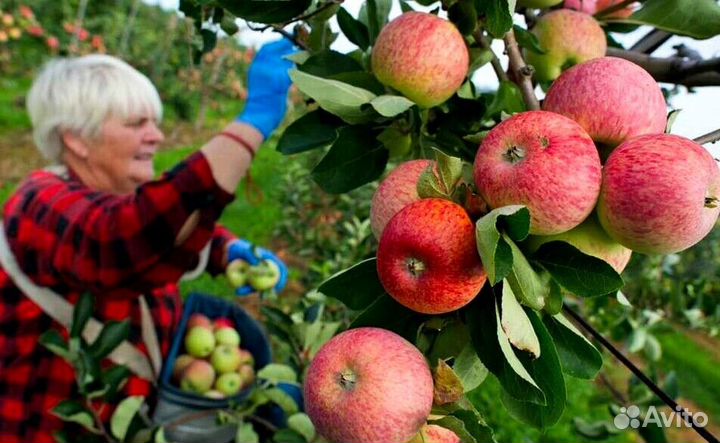 Сборка яблок с проживанием