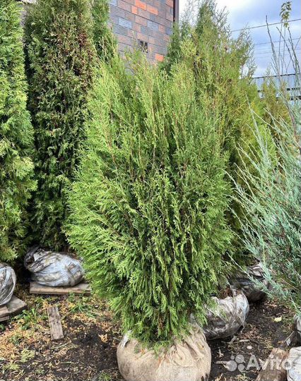 Туя с бесплатной доставкой