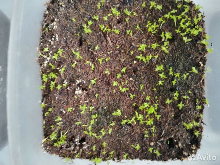 Рассада эустомы на доращивание