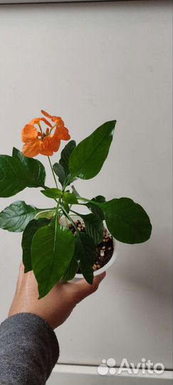 Кроссандра