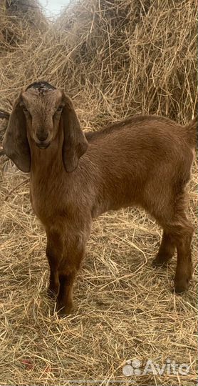 Нубийская козочка козлята