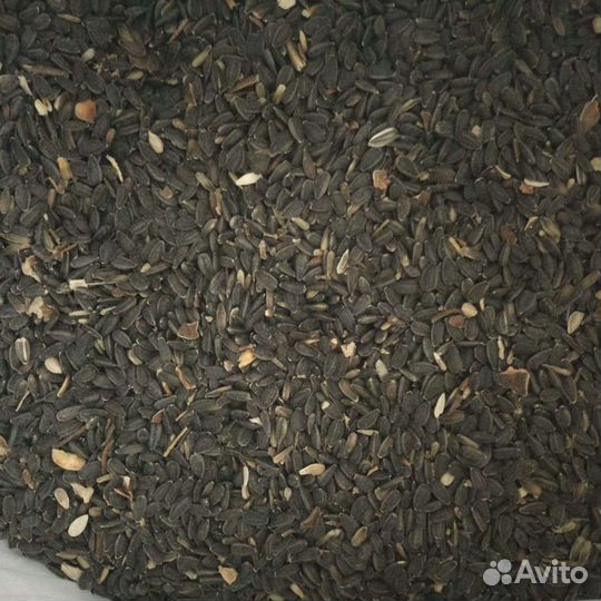 Семечка подсолнечника