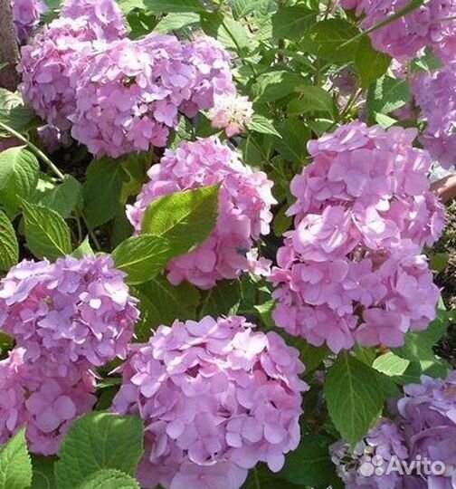 Самая эффектная гортензия