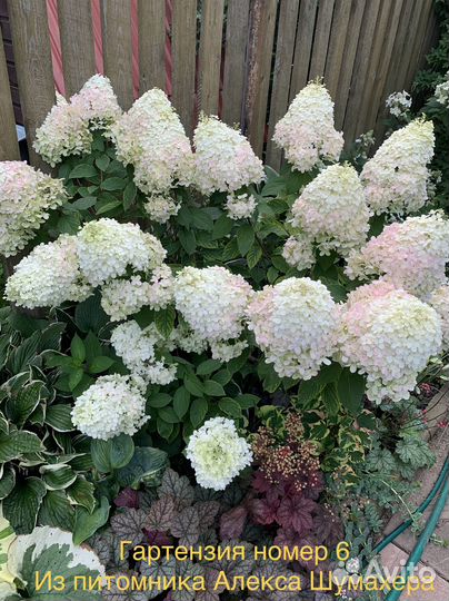 Гортензия саженцы