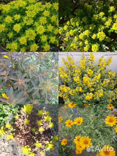 Садовые растения