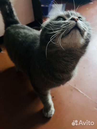 Шотландский вислоухий кот