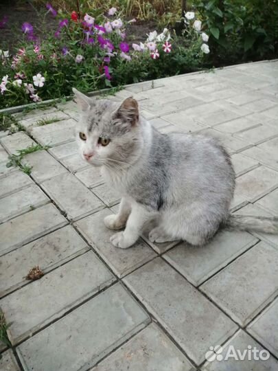 Кот марсик И кот василий