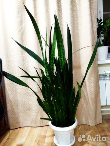 Сансевиерия