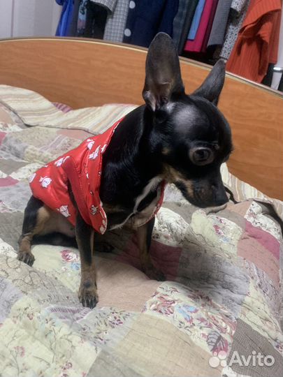 Куртка для маленькой собаки