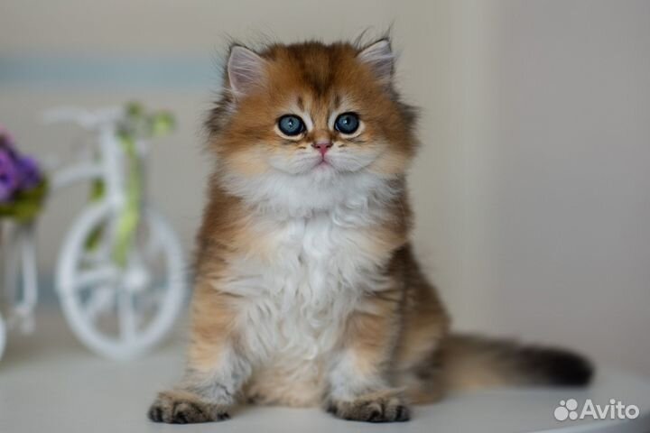 Британские котята