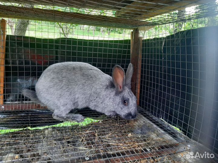 Кролики мясных пород