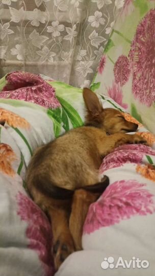 Собака русский той терьер