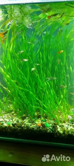 Аквариумное растение
