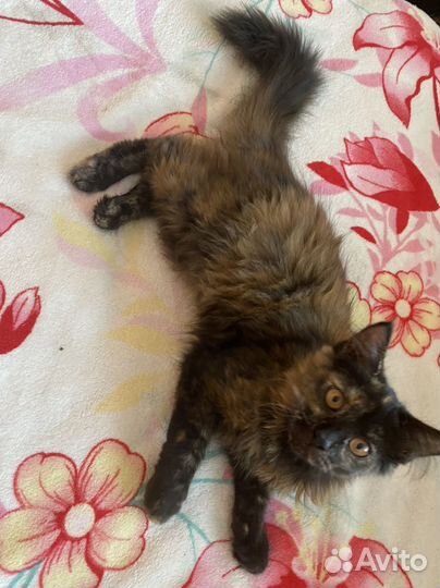 Кошечка помесь Мейн-кун