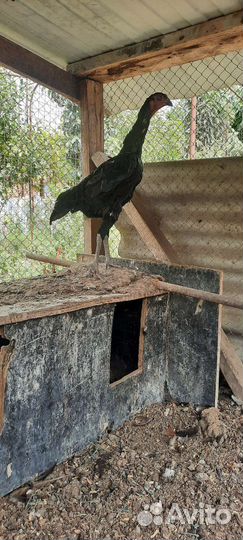 Бойцовая птица